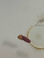 Citripestis sagittiferella