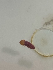 Citripestis sagittiferella