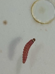 Citripestis sagittiferella