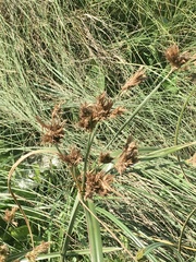 Cyperus prolixus