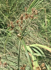 Cyperus prolixus