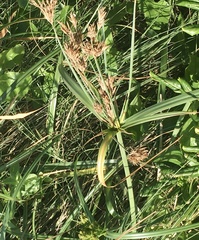 Cyperus prolixus
