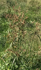 Cyperus prolixus