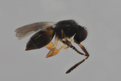 Ceraphronoidea