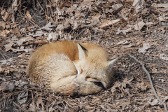 Vulpes vulpes