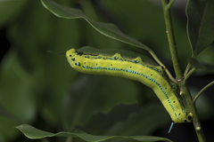 Macroglossum passalus