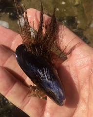 Mytilus platensis