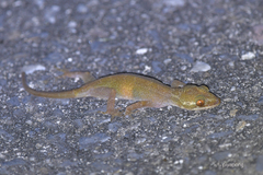 Cyrtodactylus brevipalmatus