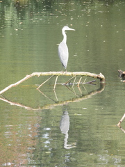 Ardea cinerea