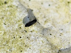 Isotomurus maculatus