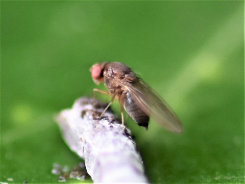 Spotted-winged Drosophila, Groesbeek, Nederland, photo 6 of 10