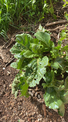 Beta vulgaris