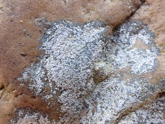 Porpidia soredizodes