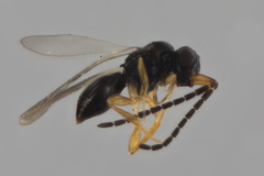 Ceraphronoidea