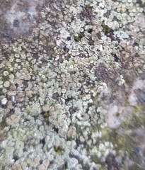 Protoparmeliopsis muralis