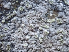 Porpidia soredizodes