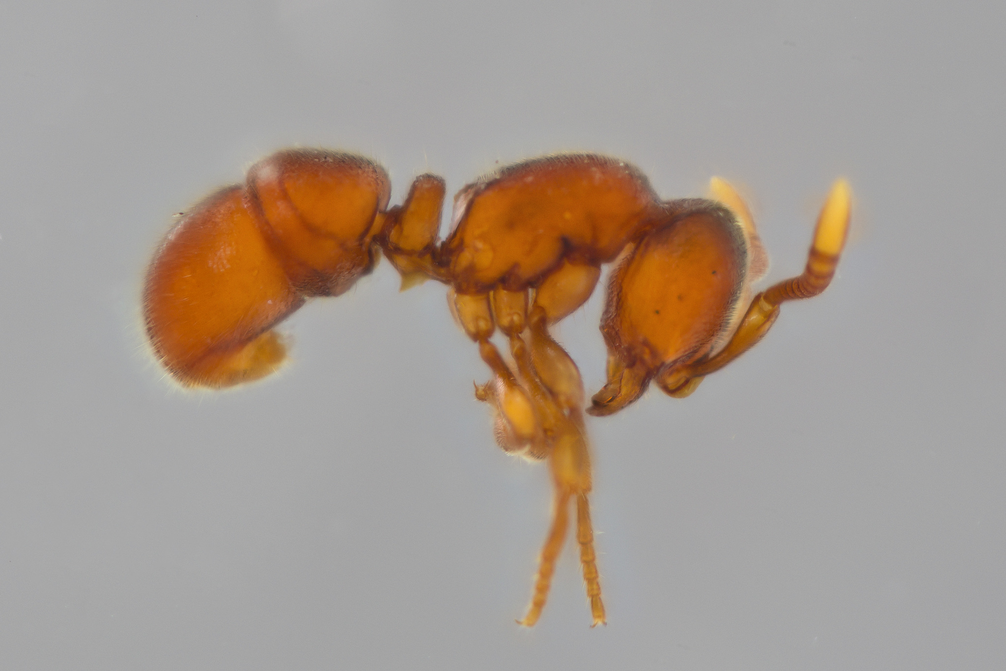 Proceratium croceum