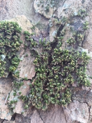 Orthotrichum diaphanum