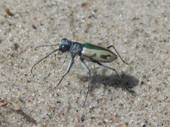 Cicindela limbata limbata
