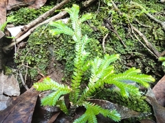 Selaginella tereticaulis