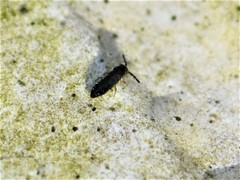 Isotomurus maculatus