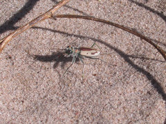 Cicindela limbata limbata