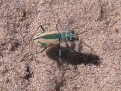Cicindela limbata limbata