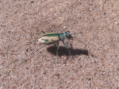 Cicindela limbata limbata
