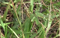 Phyllocycla argentina