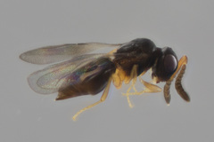 Ceraphronoidea