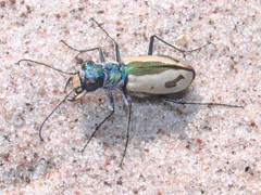 Cicindela limbata limbata