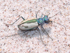 Cicindela limbata limbata