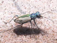 Cicindela limbata limbata