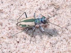 Cicindela limbata limbata