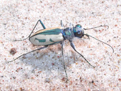 Cicindela limbata limbata