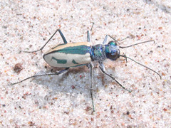 Cicindela limbata limbata