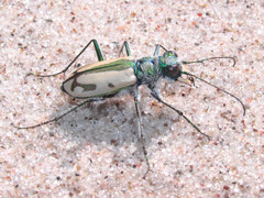 Cicindela limbata limbata