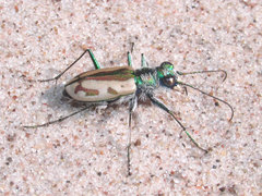 Cicindela limbata limbata