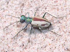 Cicindela limbata limbata
