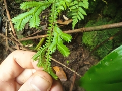Selaginella tereticaulis