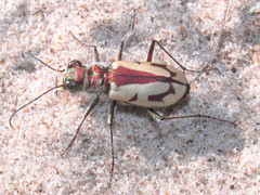 Cicindela limbata limbata