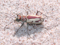 Cicindela limbata limbata