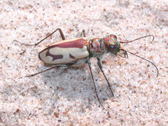 Cicindela limbata limbata
