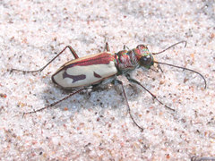 Cicindela limbata limbata