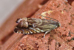Grapholita eclipsana