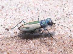 Cicindela limbata limbata