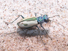Cicindela limbata limbata
