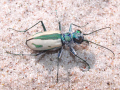 Cicindela limbata limbata