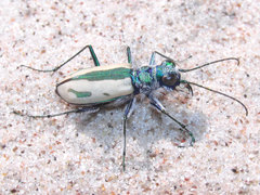 Cicindela limbata limbata