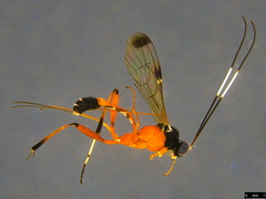 Leptobatopsis mesominiata